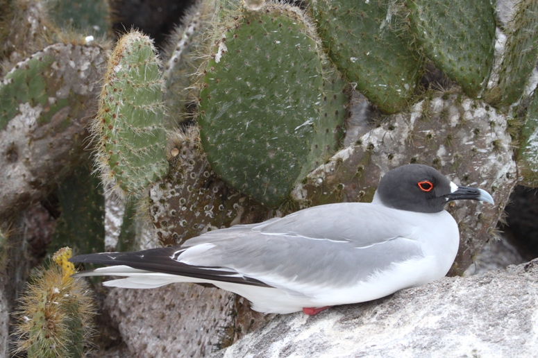 galapagos